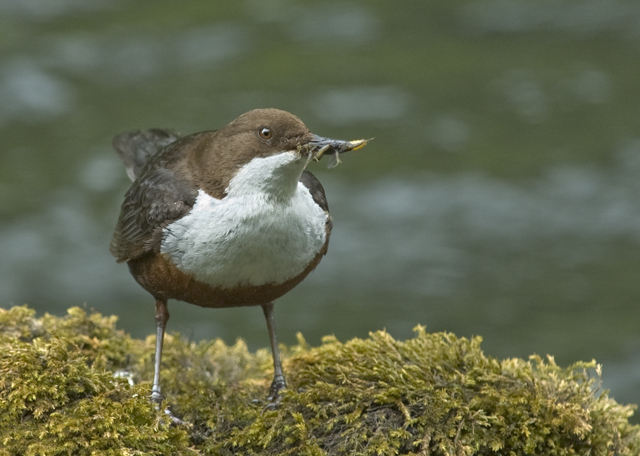 Dipper with food